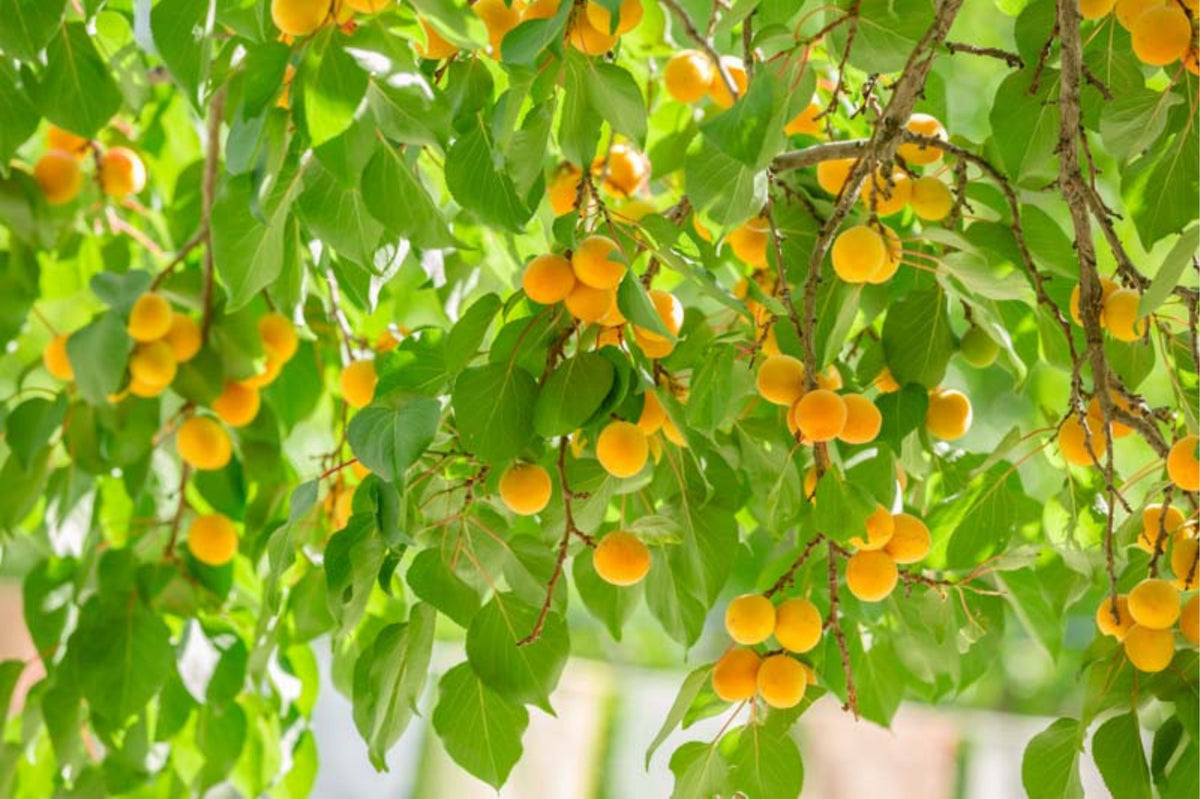 Prunus armeniaca 'Moorpark'