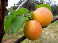 Prunus armeniaca 'Tilton'