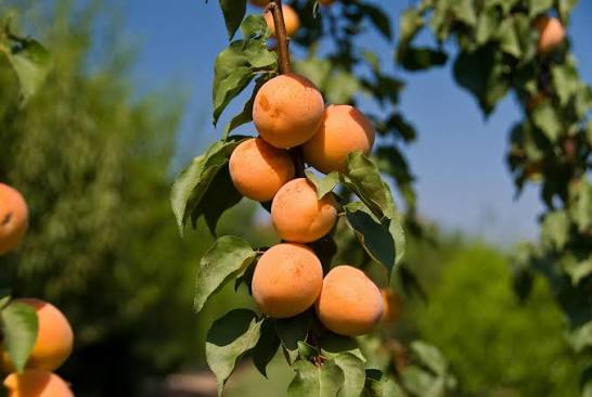 Prunus armeniaca 'Tropic Gold'