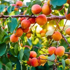 Prunus armeniaca (ultra-dwarf form)