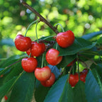 Prunus avium 'Bing'