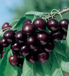 Prunus avium 'Black Tartarian'