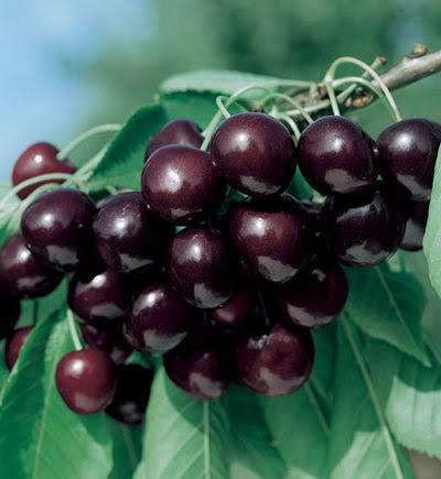 Prunus avium 'Black Tartarian'