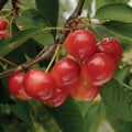 Prunus avium 'Craig's Crimson'