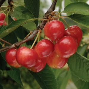 Prunus avium 'Craig's Crimson'