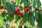 Prunus avium 'Lapins'