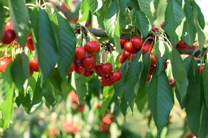 Prunus avium 'Lapins'