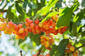 Prunus avium 'Rainier'