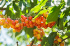 Prunus avium 'Rainier'