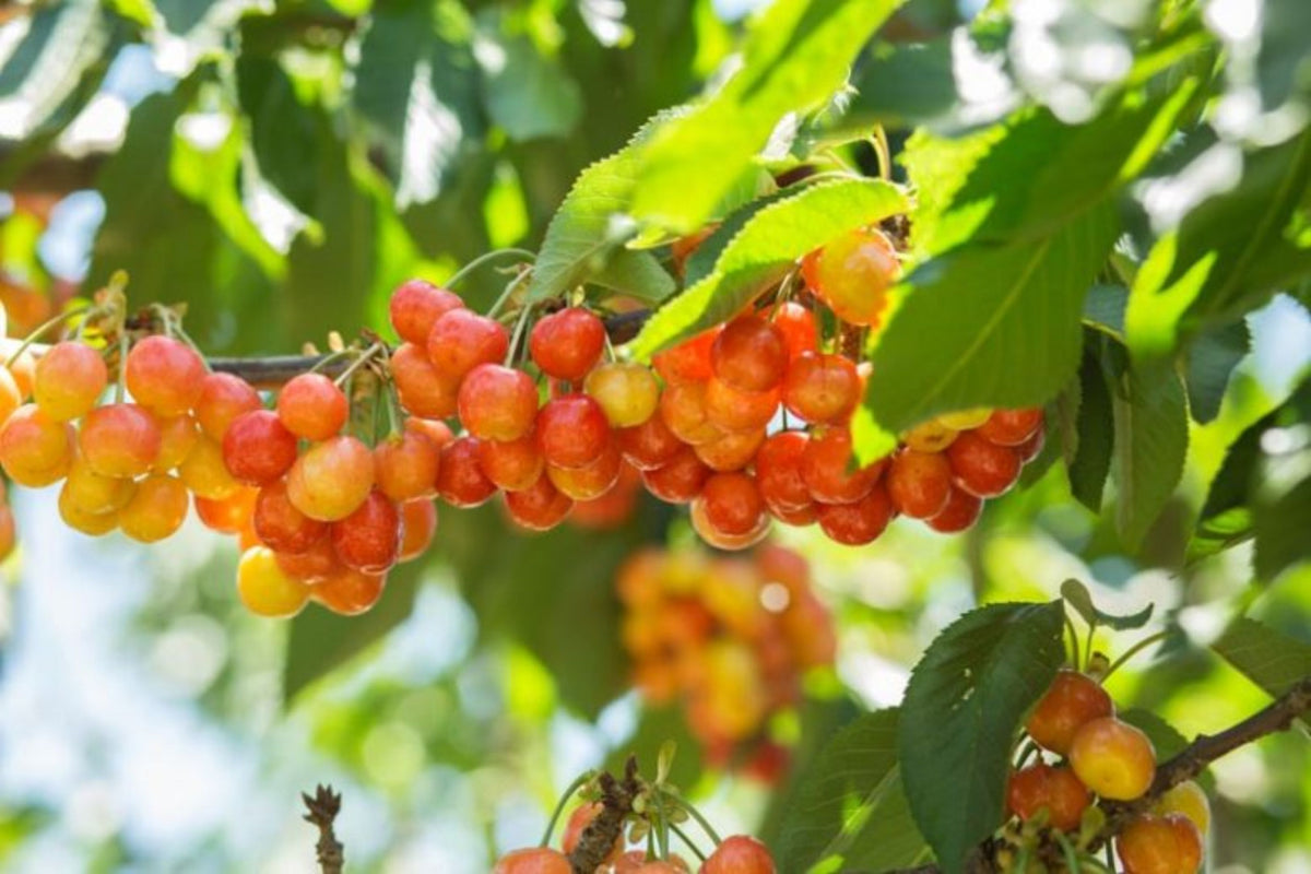 Prunus avium 'Rainier'