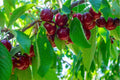 Prunus avium 'Stella'