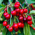 Prunus avium 'Sweetheart'