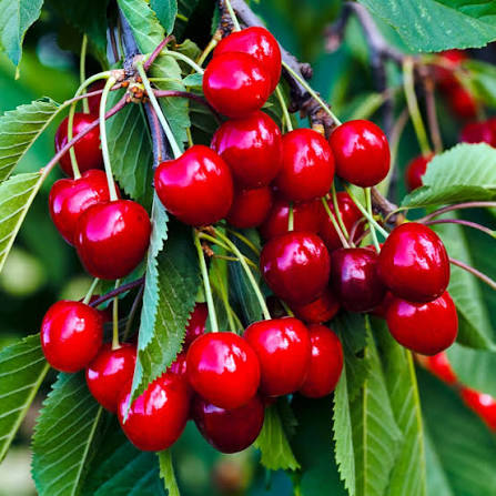 Prunus avium 'Sweetheart'