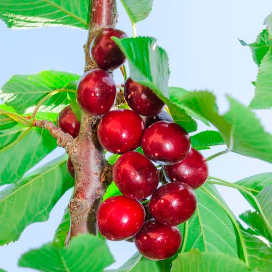 Prunus avium 'Tulare'