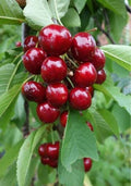 Prunus avium 'Van'