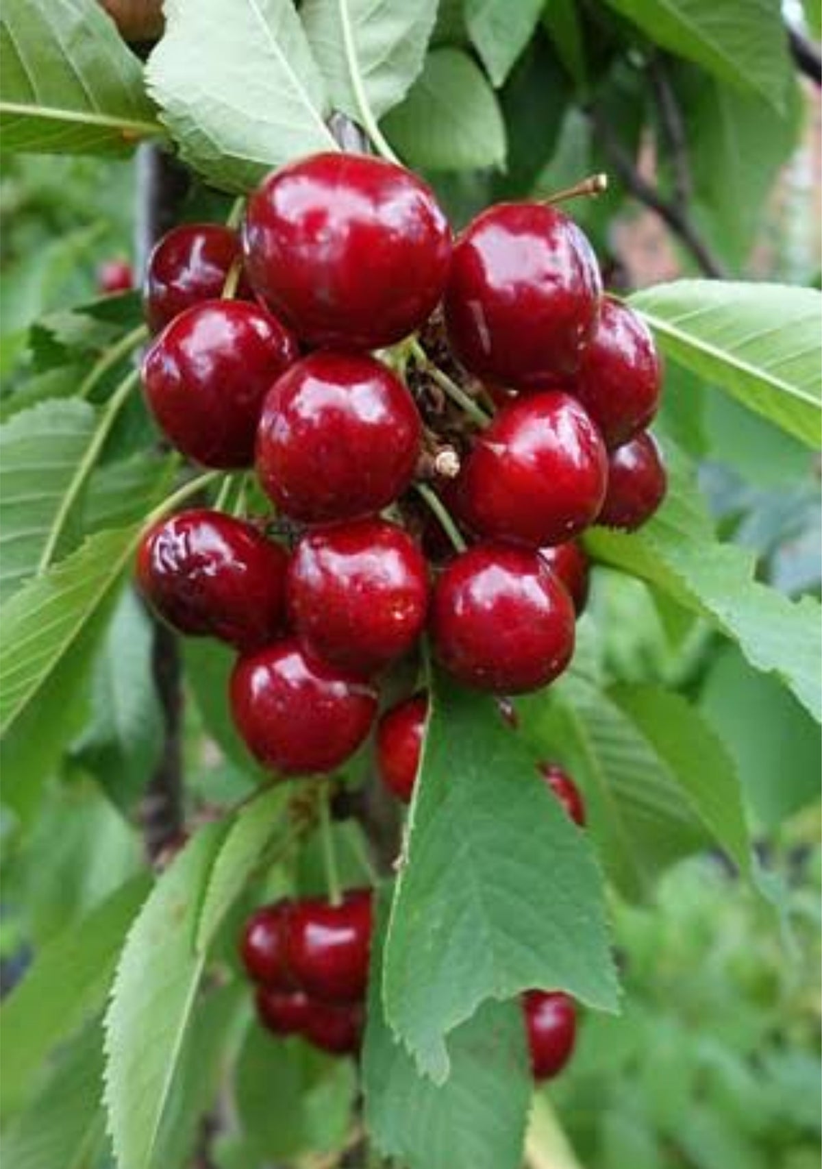 Prunus avium 'Van'