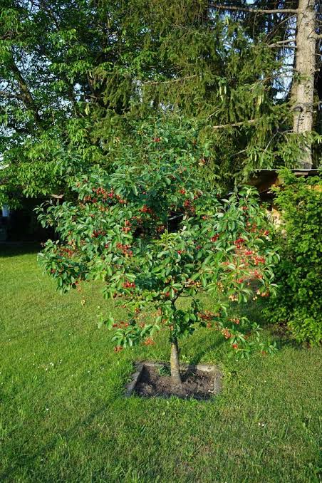Prunus avium (ultra-dwarf form)