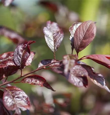 Prunus cerasifera 'Hollywood'