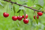 Prunus cerasus 'Montmorency'