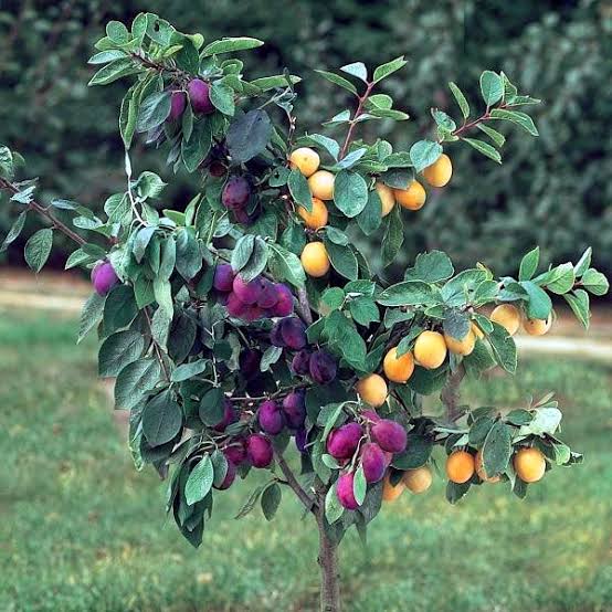 Prunus domestica (3-in-1 grafted plum tree)