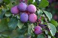 Prunus domestica 'Stanley'