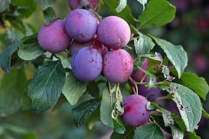 Prunus domestica 'Stanley'