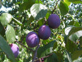 Prunus domestica (assorted varieties)
