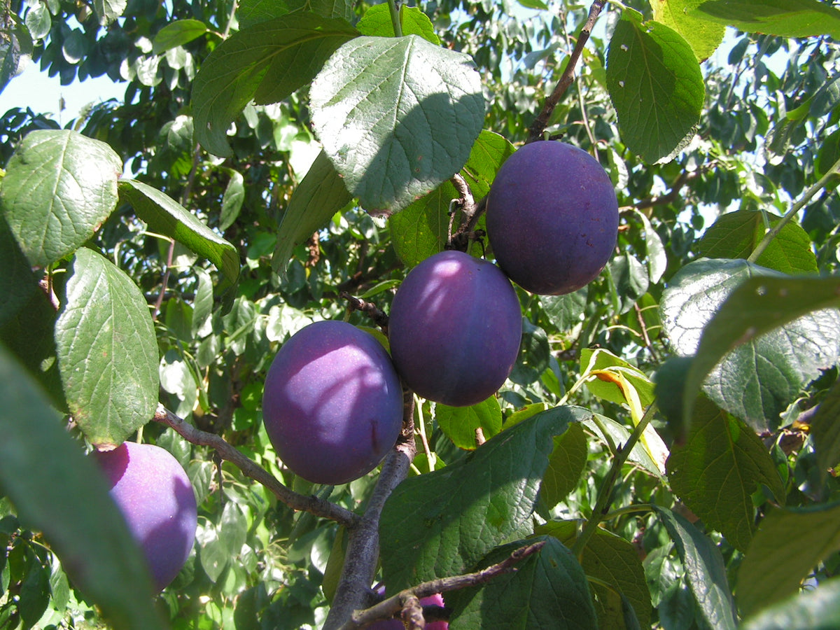 Prunus domestica (assorted varieties)