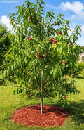 Prunus persica (3-in-1 grafted white peach tree)
