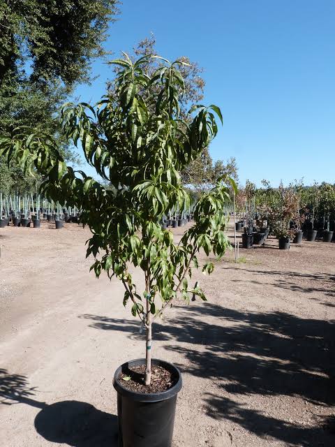 Prunus persica (3-in-1 grafted white peach tree)