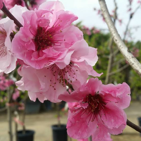 Prunus persica 'Arctic Rose'