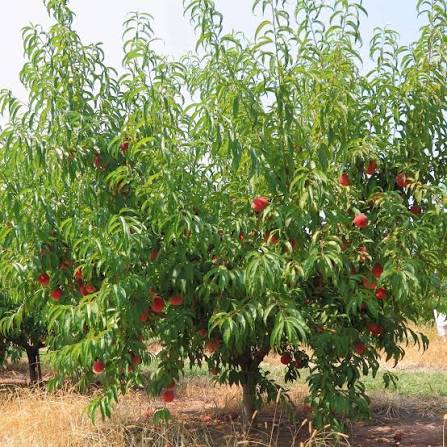 Prunus persica 'Babcock'