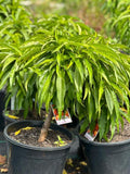 Prunus persica 'Babcock' (ultra-dwarf form)
