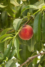 Prunus persica 'Desert Gold'