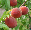 Prunus persica 'Desert Gold' (ultra-dwarf form)