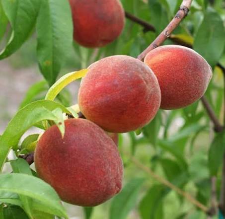 Prunus persica 'Desert Gold' (ultra-dwarf form)