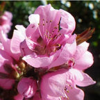 Prunus persica 'Double Delight'