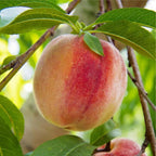 Prunus persica 'Earligrande'