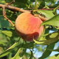 Prunus persica 'Early Elberta' (ultra-dwarf form)