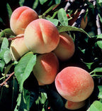 Prunus persica 'Elberta'