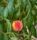 Prunus persica 'Elberta' (ultra-dwarf form)
