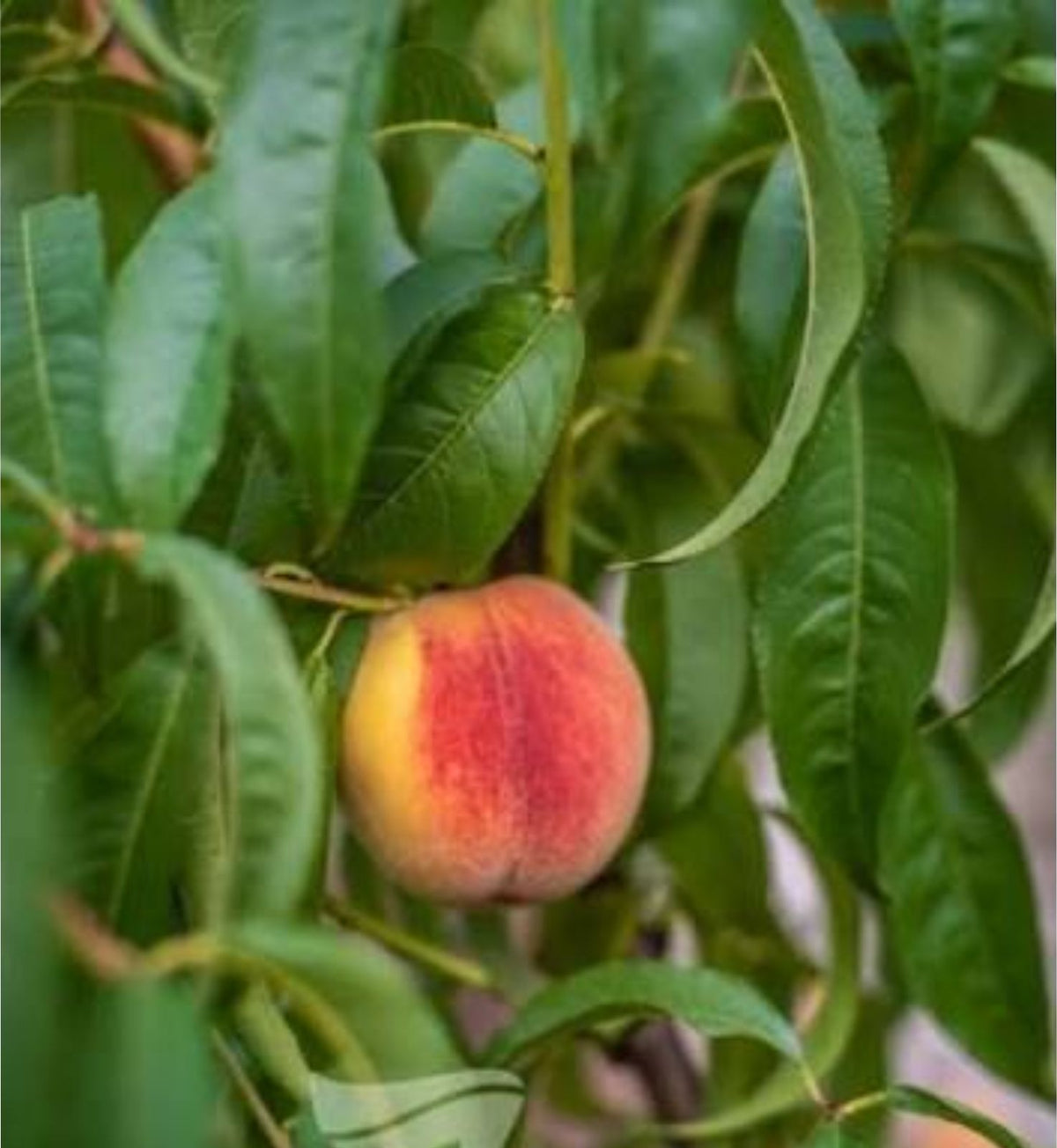 Prunus persica 'Elberta' (ultra-dwarf form)