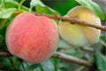 Prunus persica 'Eva's Pride'