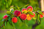 Prunus persica 'Fantasia'