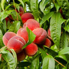 Prunus persica 'Flavor Gold'