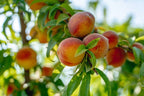 Prunus persica 'Flordaprince'
