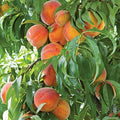 Prunus persica 'Frost'