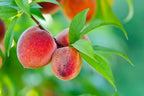 Prunus persica 'Garden Gold' (barrel form)