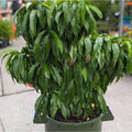 Prunus persica 'Garden Gold' (miniature form)