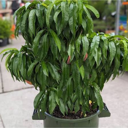Prunus persica 'Garden Gold' (miniature form)